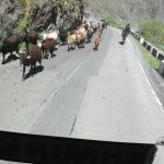 Грузоперевозки в Грузию - все ли так легко? Грузоперевозки в Грузию - все ли так легко?